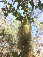 Protousnea poeppigii