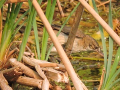 Acrocephalus stentoreus