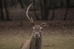 Cervus elaphus italicus