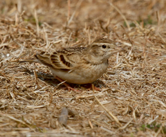 Calandrella brachydactyla