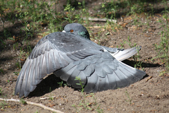 Columba livia