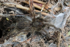 Ceratogyrus dolichocephalus