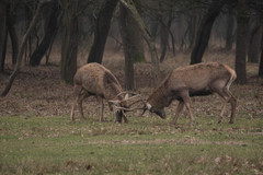 Cervus elaphus italicus