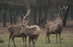 Cervus elaphus italicus