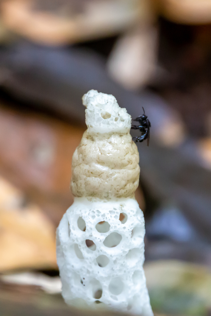Staheliomyces cinctus · December 2020 · photo: © brunoasm (iNaturalist, cc-by)