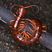 Vietnamese Centipede - Photo (c) ong-siau-kun, some rights reserved (CC BY-NC), uploaded by ong-siau-kun