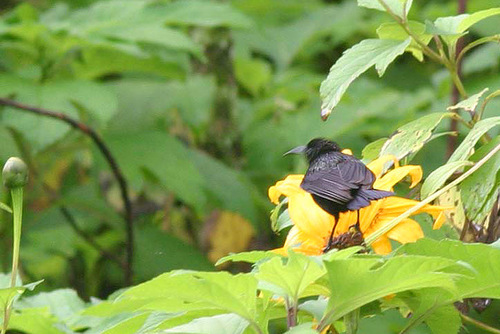 Green-throated Sunbird