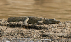 Crocodylus palustris