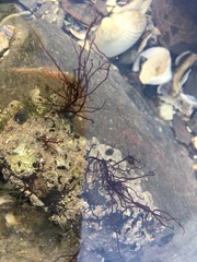 Rhodophyta