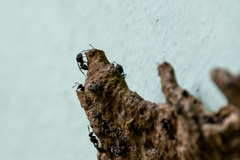 Metapolybia