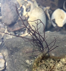 Rhodophyta