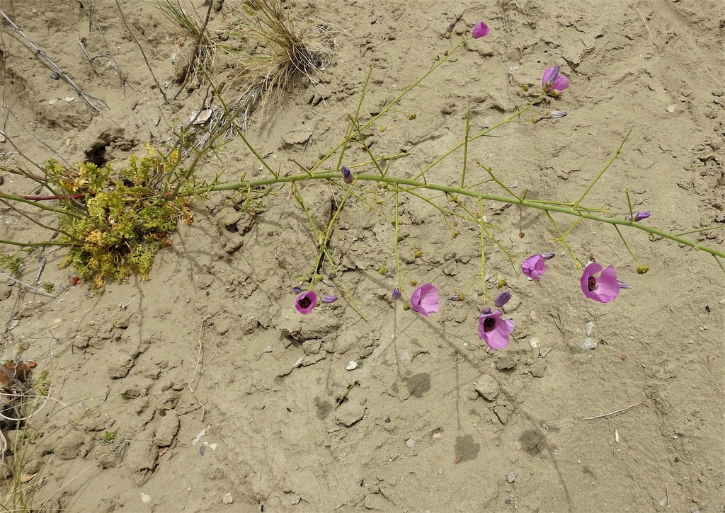 Lecanophora ecristata