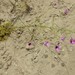Lecanophora ecristata - Photo (c) Rino, algunos derechos reservados (CC BY-NC), subido por Rino