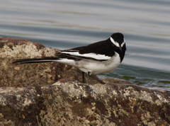 Motacilla maderaspatensis