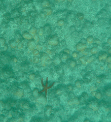 Echinaster sepositus