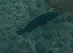 Cephalopholis taeniops