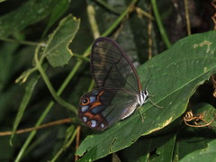Pseudohaetera hypaesia