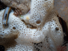 Lissoclinum perforatum