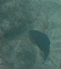 Cephalopholis taeniops