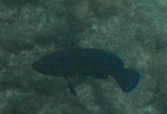 Cephalopholis taeniops