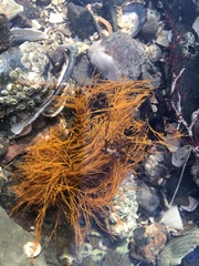 Rhodophyta