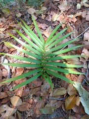 Zamia paucijuga