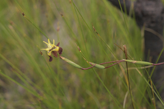 Moraea inconspicua