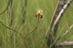 Moraea inconspicua