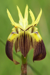 Moraea inconspicua