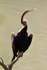 Anhinga melanogaster