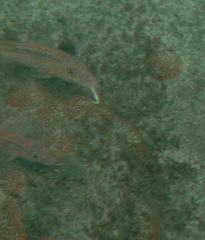 Pseudupeneus prayensis