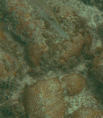 Aulostomus strigosus