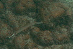 Aulostomus strigosus