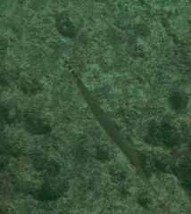 Aulostomus strigosus