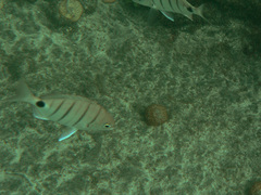 Diplodus lineatus