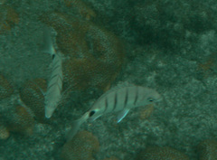 Diplodus lineatus