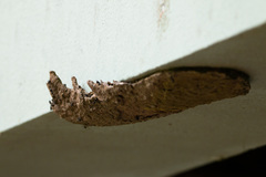 Metapolybia