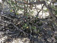 Hermannia desertorum