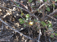 Hermannia desertorum