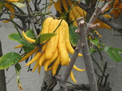 Citrus medica sarcodactylis