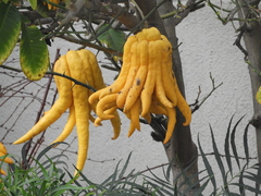 Citrus medica sarcodactylis