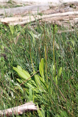 Primula pauciflora macrocarpa