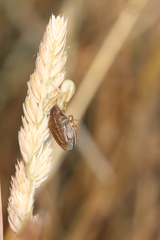 Neottiglossa flavomarginata