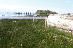Primula pauciflora macrocarpa