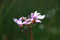 Primula pauciflora macrocarpa