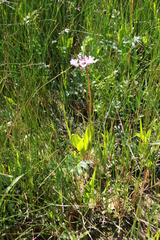 Primula pauciflora macrocarpa