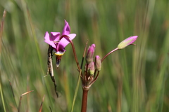 Primula pauciflora macrocarpa