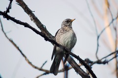 Turdus pilaris