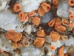 Polycauliona luteominia luteominia