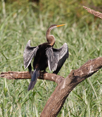 Anhinga melanogaster